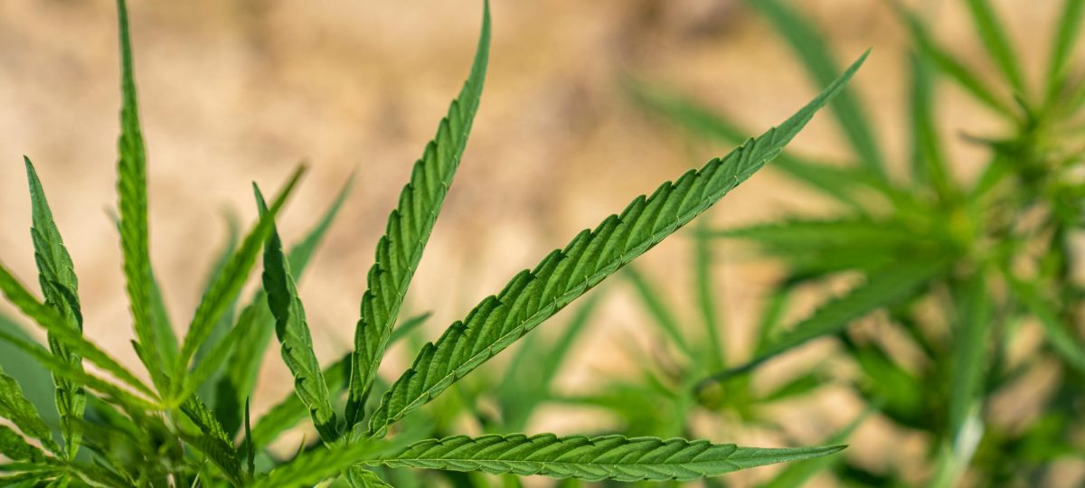cannabisplant